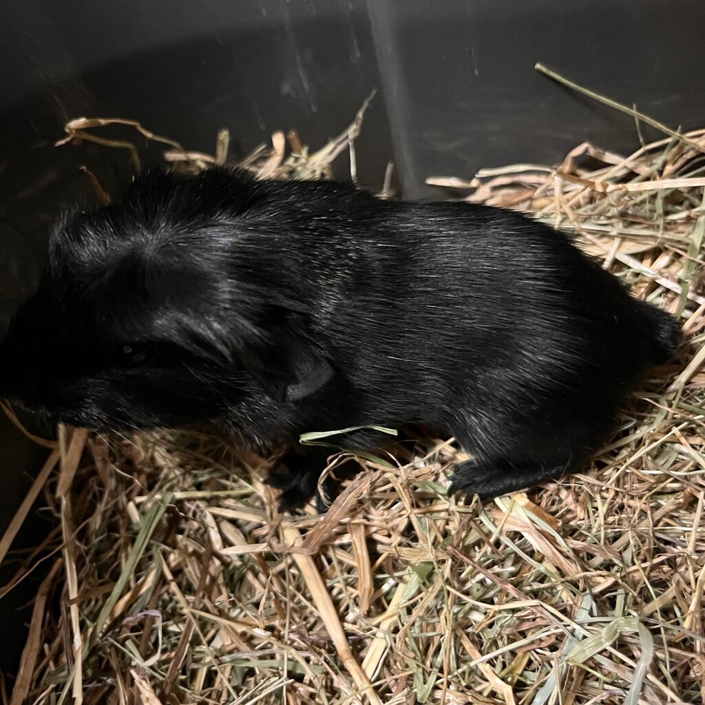 Barney's Barn Cavia engels gekruind Solid agouti 0030