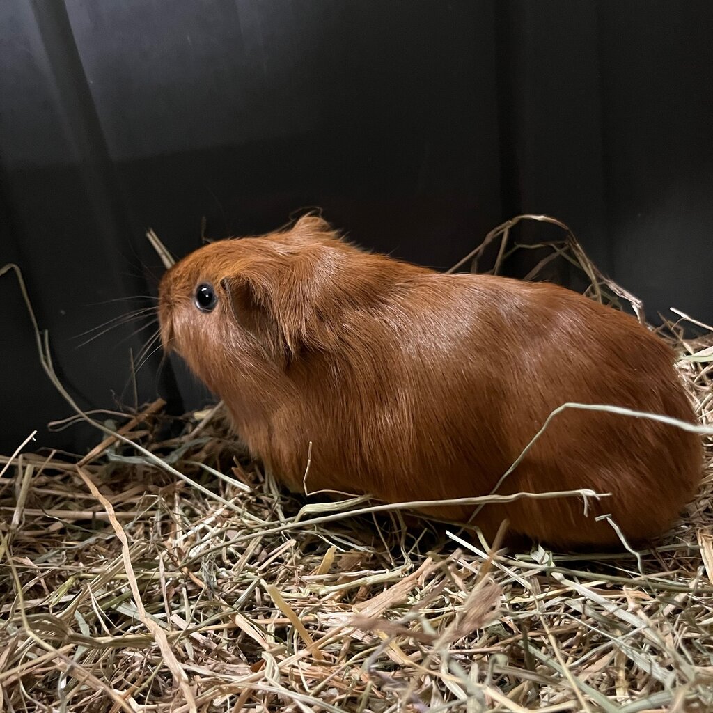 Barney's Barn Cavia Gladhaar vrouw 0017