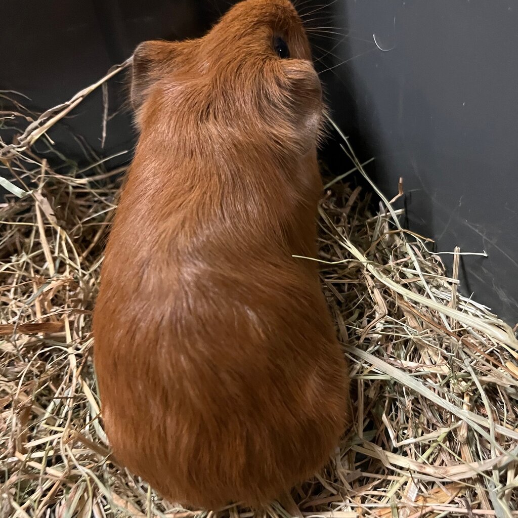 Barney's Barn Cavia Gladhaar vrouw 0017