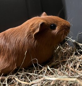Barney's Barn Cavia Gladhaar vrouw 0017