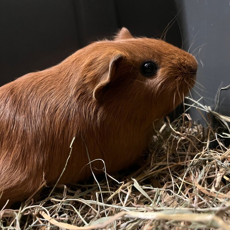 Barney's Barn Cavia Gladhaar vrouw 0017