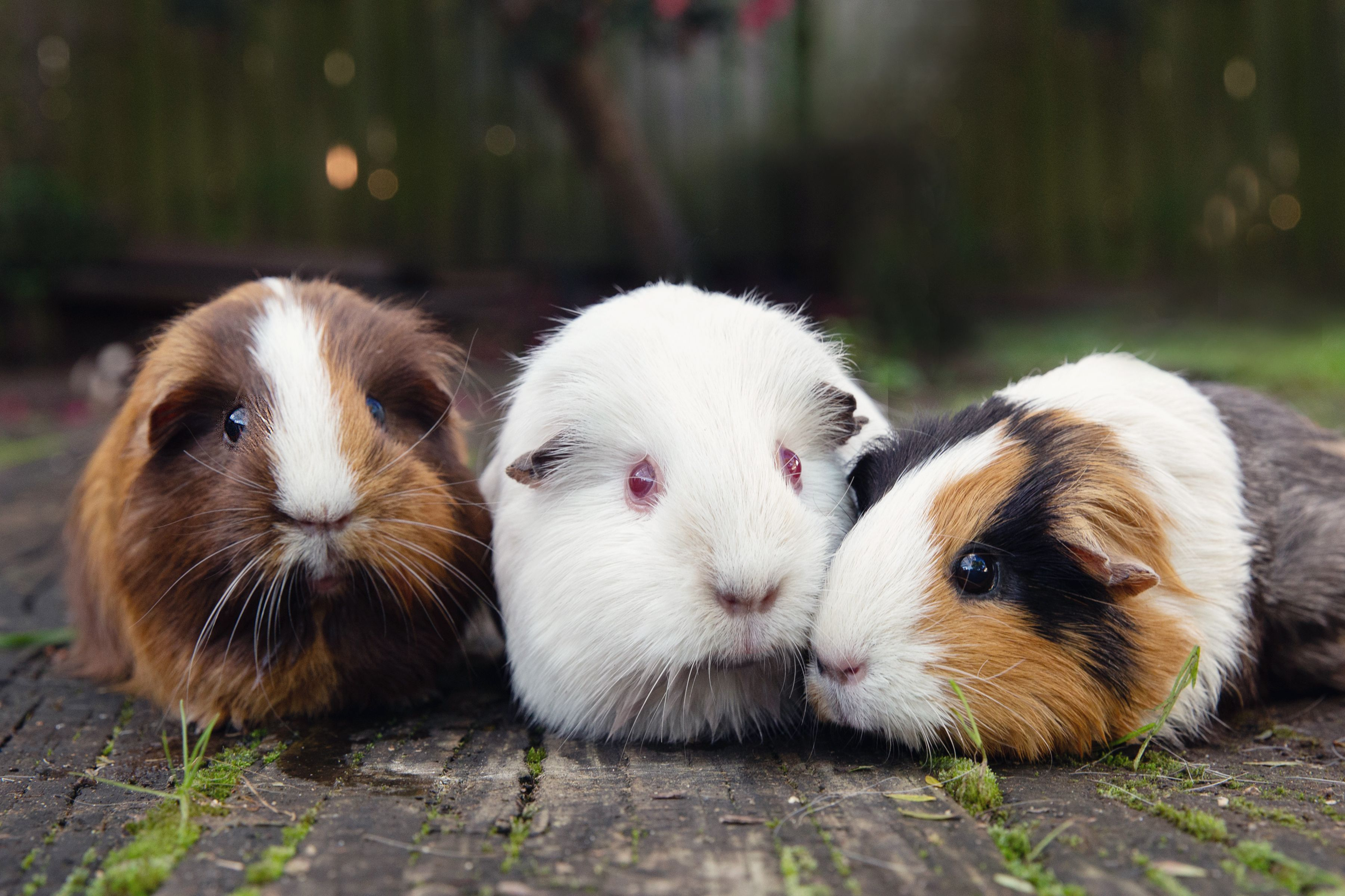 Cavia's van onze eigen boerderij