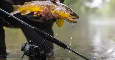 Trout Rods