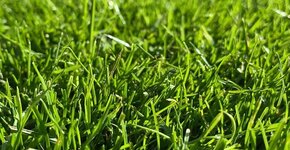 DLF Masterline 4-4-2 4Turf 4Salt graszaad 