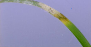 Waar herken je bladvlekziekte aan? 