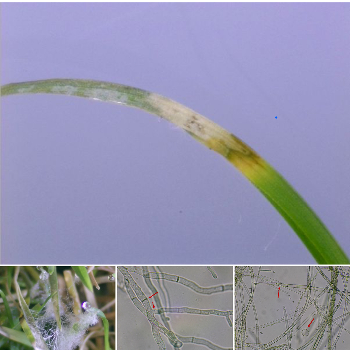 Waar herken je bladvlekziekte aan? 
