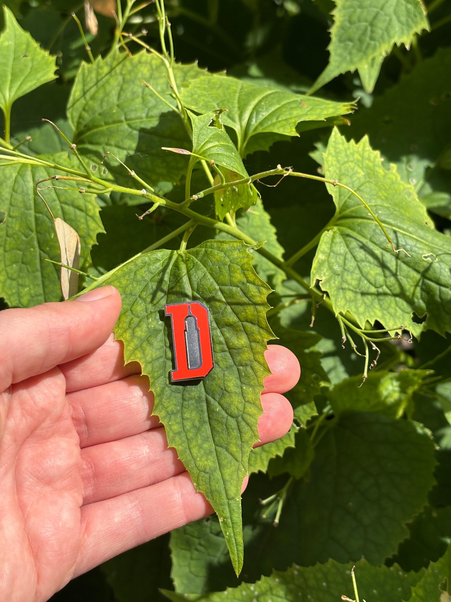 Pin D'tje