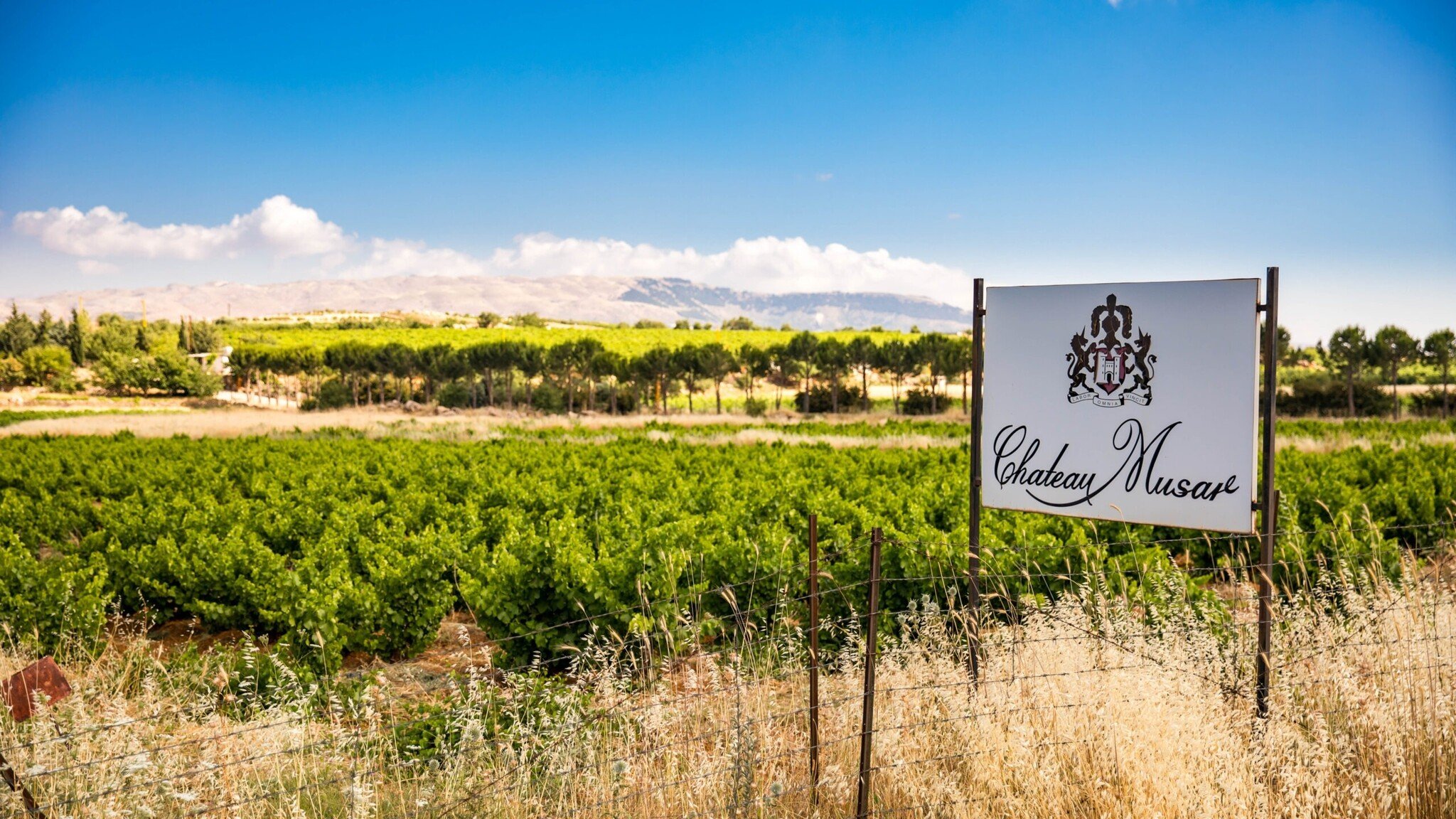 Chateau Musar – Een Libanees icoon vol karakter