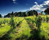 Collestefano, de ultieme expressie van Verdicchio di Matelica