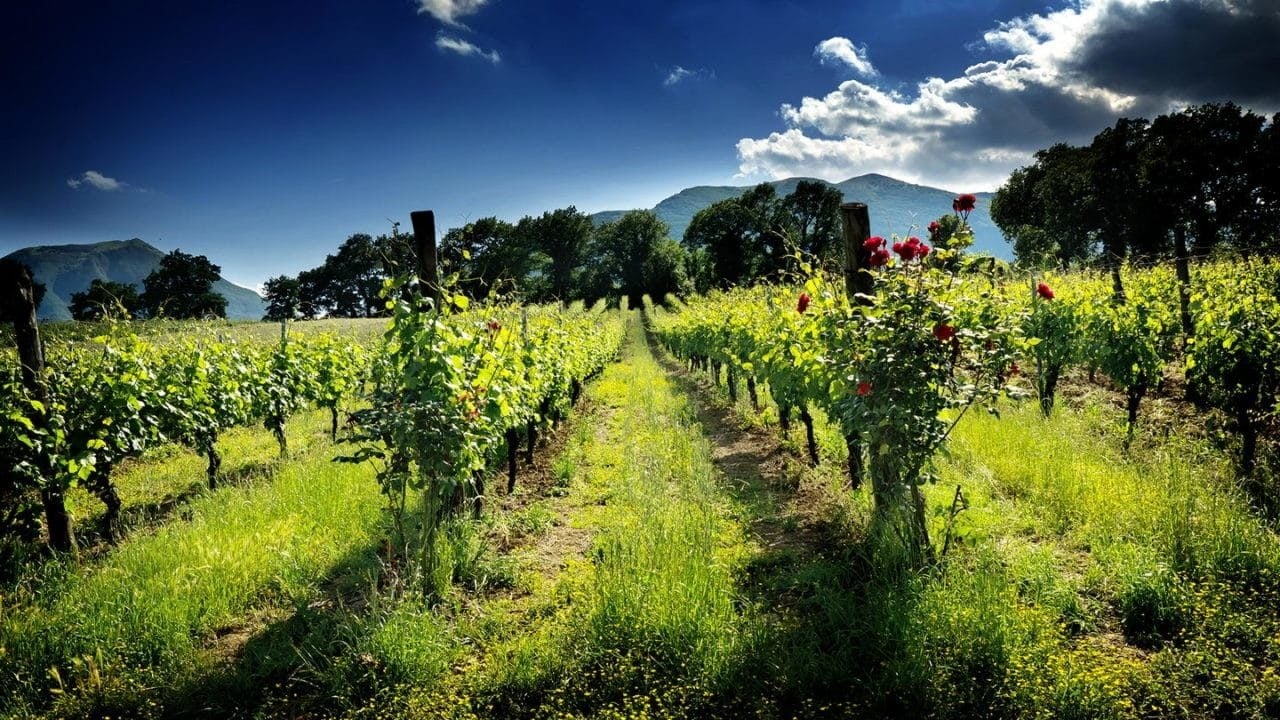 Collestefano, de ultieme expressie van Verdicchio di Matelica