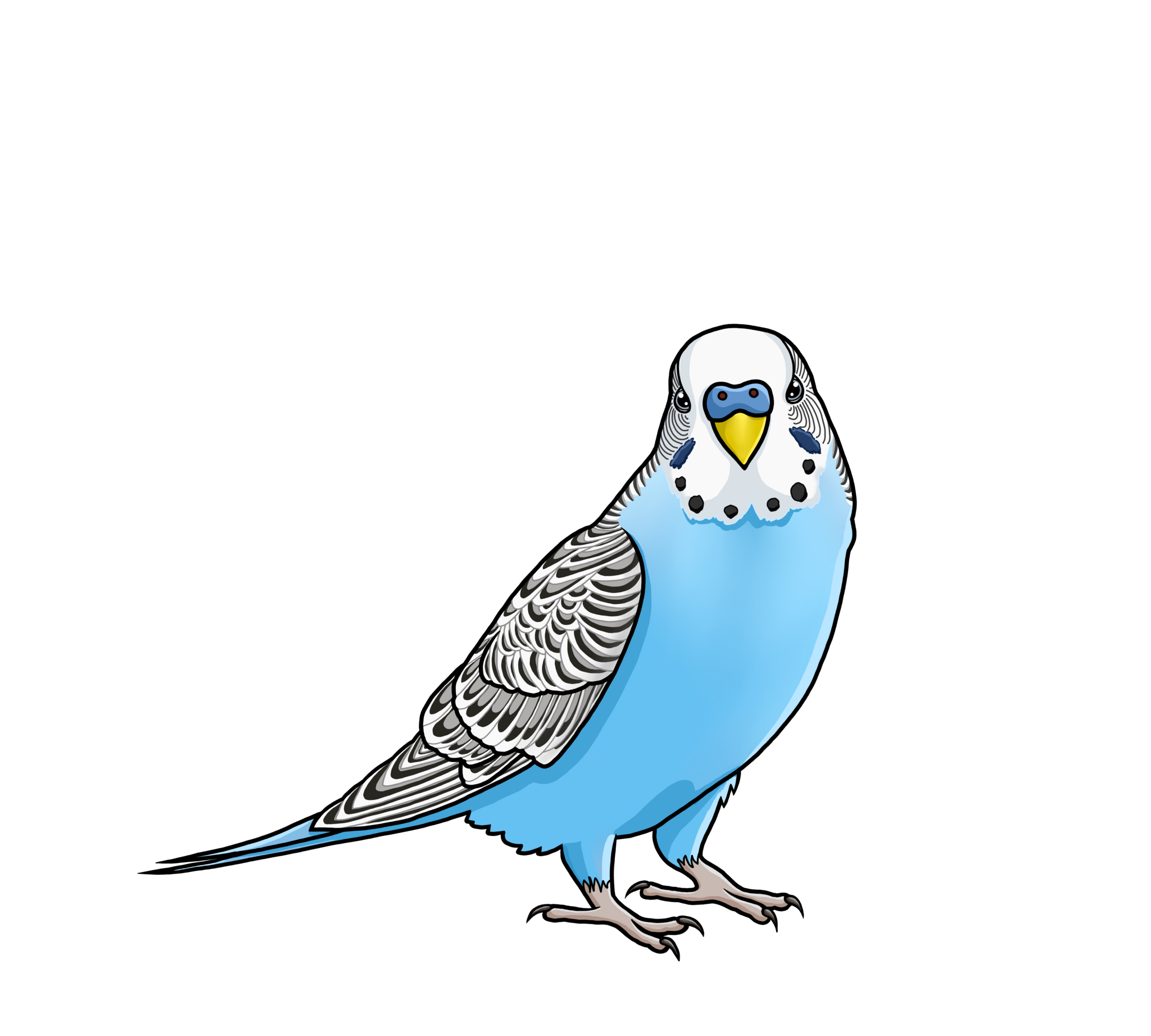 Parkieten - Alle producten bij elkaar voor jouw parkieten