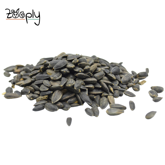 Zwarte zonnebloempitten voor de buitenvogels – Gezonde lekkerij voor de vogels buiten in de tuin – 1 kg