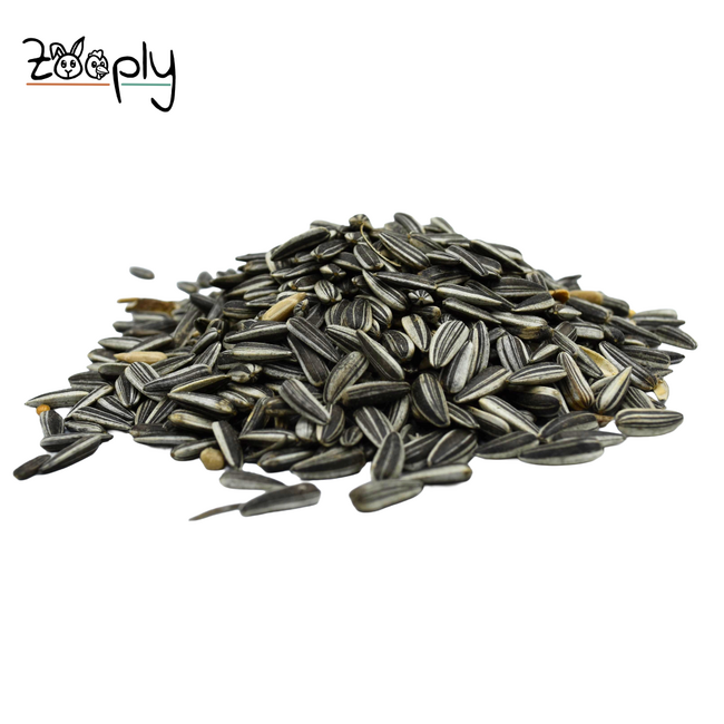 Gestreepte zonnebloempitten voor de buitenvogels – Gezonde lekkerij voor de vogels buiten in de tuin – 4 kg