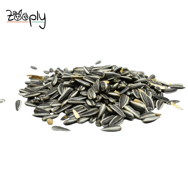 Gestreepte zonnebloempitten voor de buitenvogels – Gezonde lekkerij voor de vogels buiten in de tuin – 1 kg