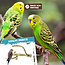 Java Multi zitstok - Vertakte zitstok van Java-hout voor kanaries, tropische vogels en kleine parkieten - X-Small