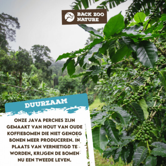 Java Multi zitstok - Vertakte zitstok van Java-hout voor kanaries, tropische vogels en kleine parkieten - X-Small