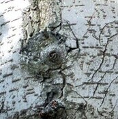 Aloe Vera after Wax milk 250 & 500 ml (verzachtend)