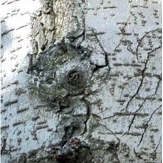 Aloe Vera after Wax milk 250 & 500 ml (verzachtend)