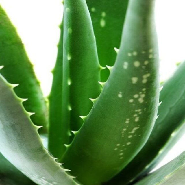 Gel Striphars Aloe Vera, Verzorgende Gelhars