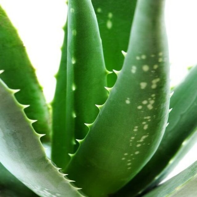 Gel Stripwax Aloe Vera