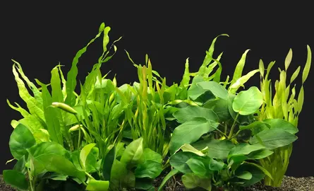 Aquariumpflanzen: Die grüne Kraft für gesundes Wasser und ein wunderschönes Aquarium