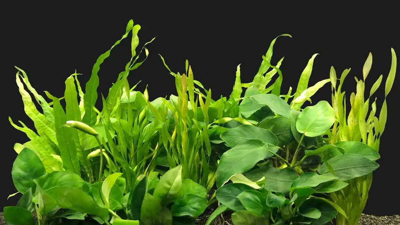 Aquariumpflanzen: Die grüne Kraft für gesundes Wasser und ein wunderschönes Aquarium