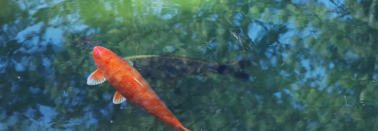 Wie Sie einen wunderschönen Teich in Ihrem Garten anlegen