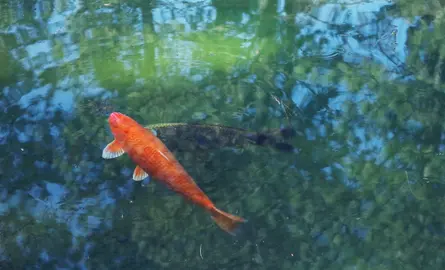 Wie Sie einen wunderschönen Teich in Ihrem Garten anlegen