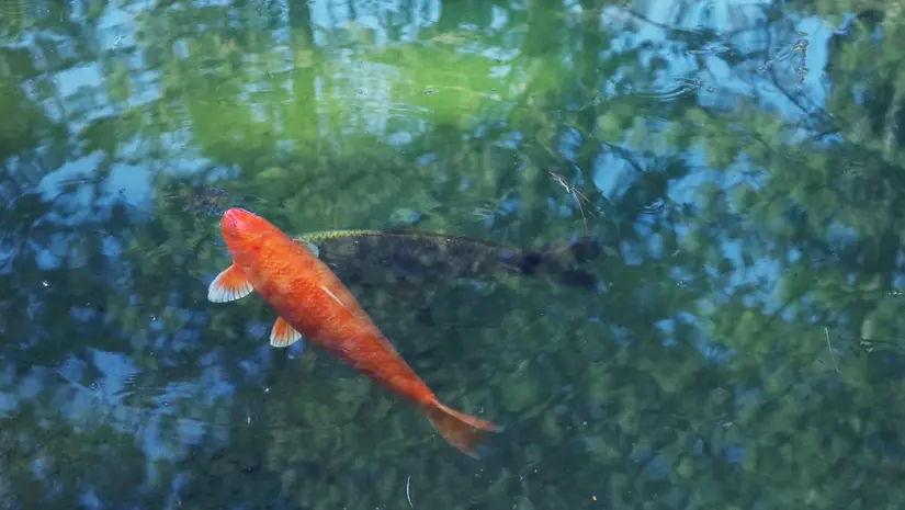 Wie Sie einen wunderschönen Teich in Ihrem Garten anlegen