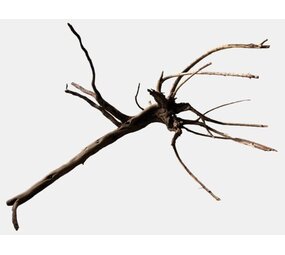 Superfish Black Spiderwood XL Superfish Black Spiderwood XL