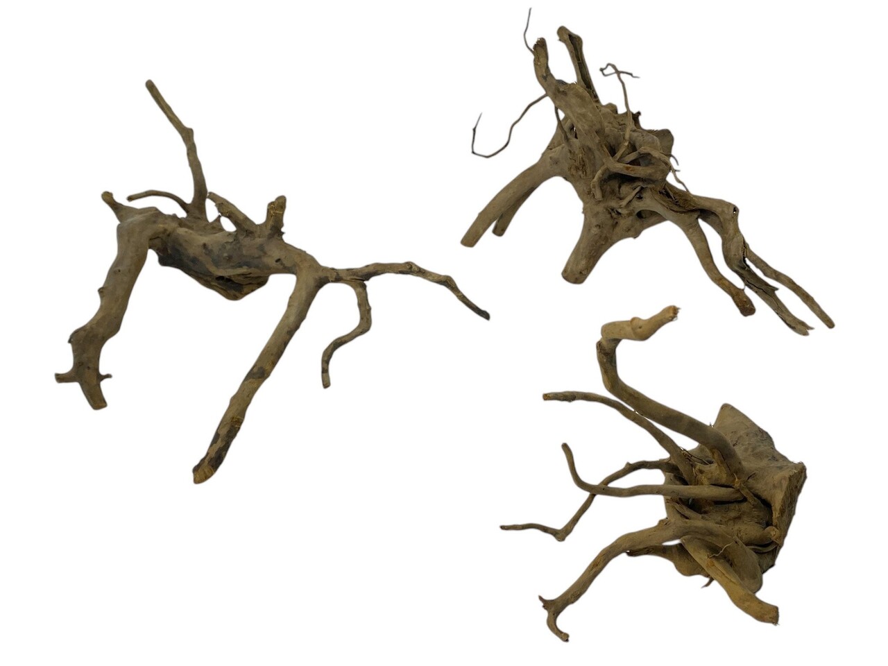 Superfish Black Spiderwood S