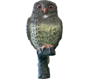 Superfish Bird Kleine Eule