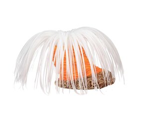 Aqua D'ella Kunstpflanze Anemone Cerianthus Weiß Aqua D'ella Kunstpflanze Anemone Cerianthus Weiß