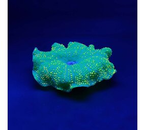 Aqua D'ella Kunstpflanze Anemone Teppich Grün Aqua D'ella Kunstpflanze Anemone Teppich Grün