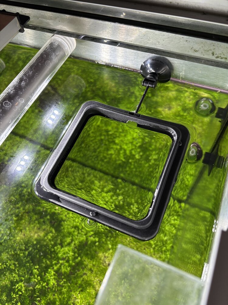 AquastoreXL Aquarium Futterring, schwimmende Futterstation mit Saugnapf