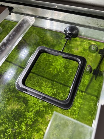 AquastoreXL Aquarium Futterring, schwimmende Futterstation mit Saugnapf