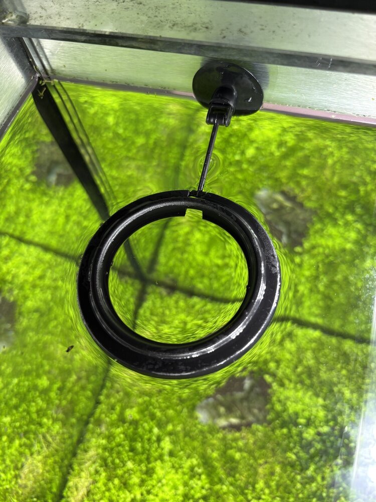 AquastoreXL Aquarium Futterring, schwimmende Futterstation mit Saugnapf