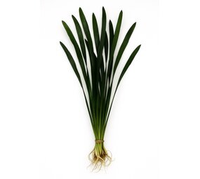 Wasserpflanze Vallisneria Australis Gigantea