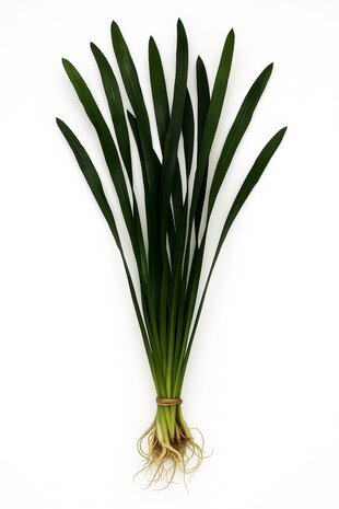 Waterplant Vallisneria Australis Gigantea Waterplant Vallisneria Australis Gigantea