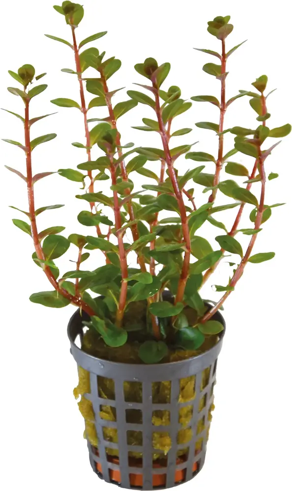 Wasserpflanze AP Rotala Blood Red