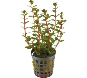 Wasserpflanze AP Rotala Blood Red