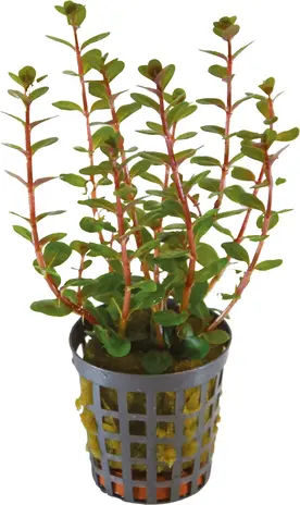 Wasserpflanze AP Rotala Blood Red