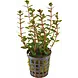 Wasserpflanze AP Rotala Blood Red
