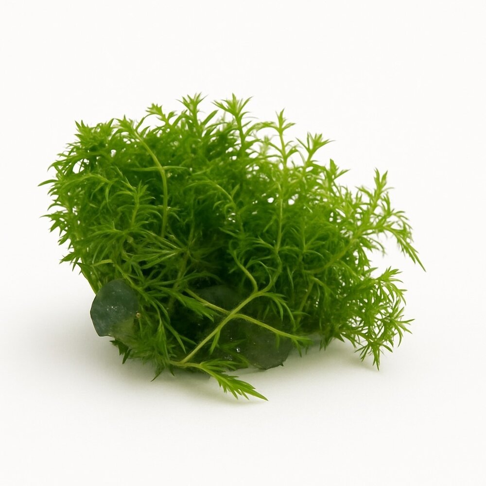 Waterplant Proserpinaca Palustris Cuba in-vitro