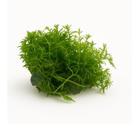 Waterplant Proserpinaca Palustris Cuba in-vitro