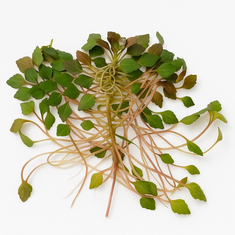 Wasserpflanze Ludwigia Sedioides Wasserpflanze Ludwigia Sedioides