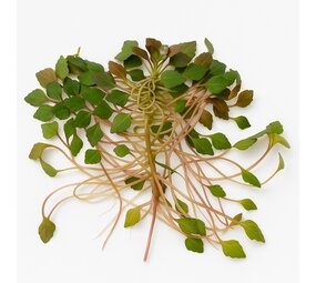 Wasserpflanze Ludwigia Sedioides Wasserpflanze Ludwigia Sedioides