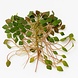 Wasserpflanze Ludwigia Sedioides Wasserpflanze Ludwigia Sedioides