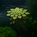 Wasserpflanze Ludwigia Sedioides Wasserpflanze Ludwigia Sedioides