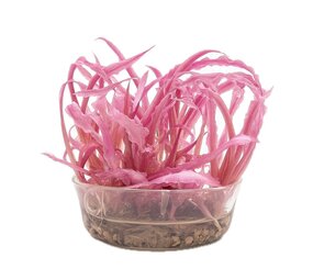 Wasserpflanze Cryptocoryne balansae 'pink' in-vitro Wasserpflanze Cryptocoryne balansae 'pink' in-vitro